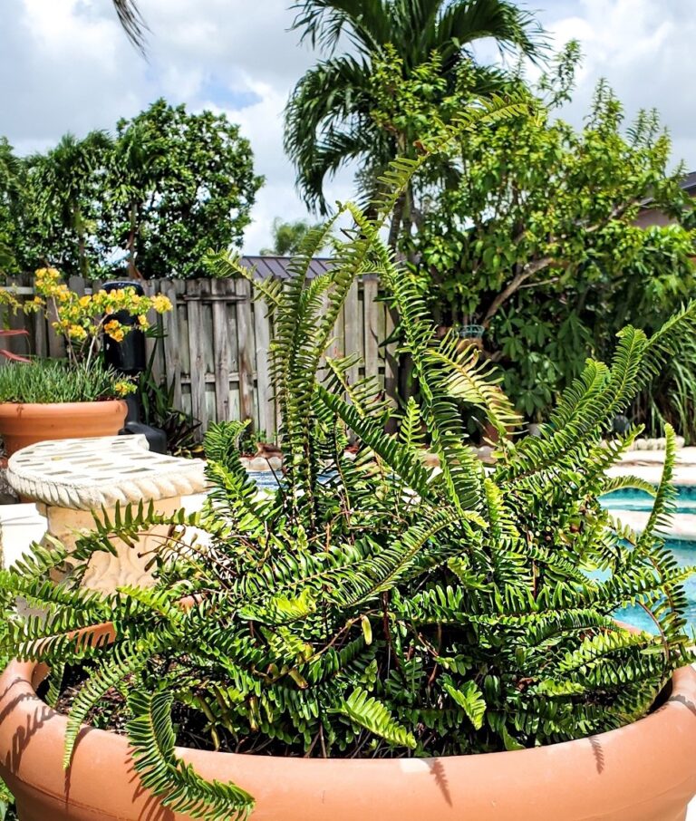 Kimberly Queen Fern in a backyard setting