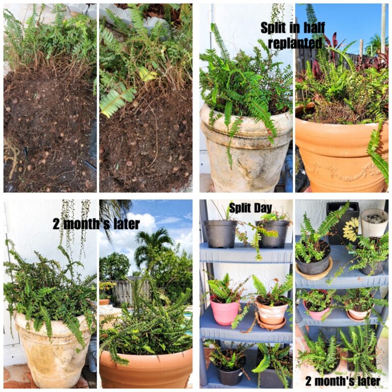 How to Split A kimberly queen fern