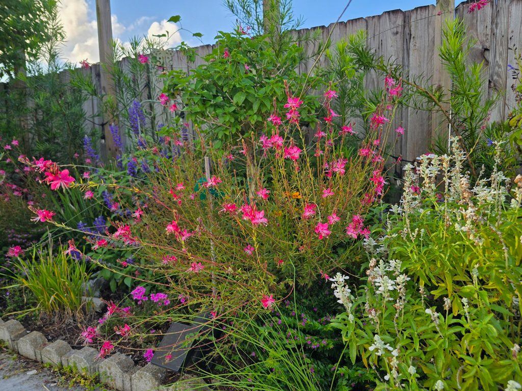South facing garden bed in Miami, rockin playing the blues salvia, white salvia, pink verbena, society garlic, pink gaura, standard lantana and podocarpus hedge.