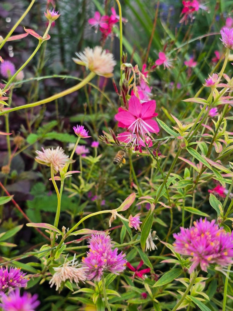 Bee foraging among pink gaura and gomphrena flowers in a Miami garden.