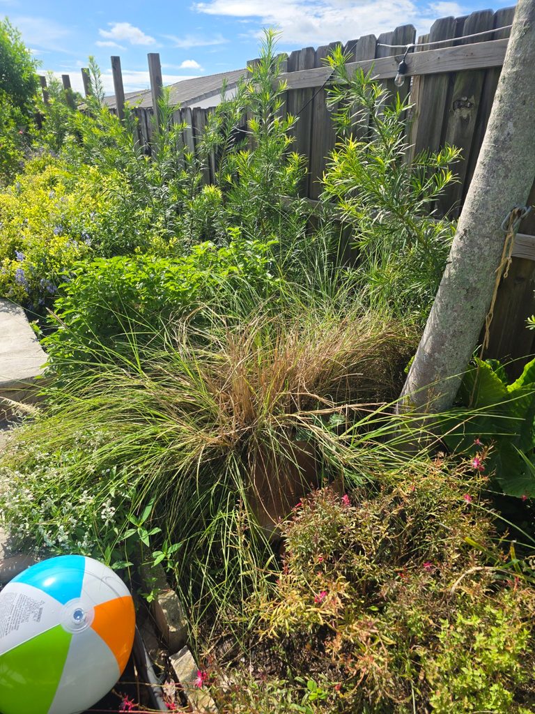 Overgrown fountain grass flopping over nearby plants before being cleaned up.