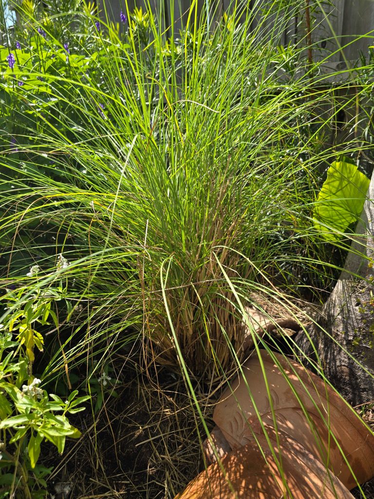 Fountain grass after cleanup showing the smaller crown beneath the old growth.