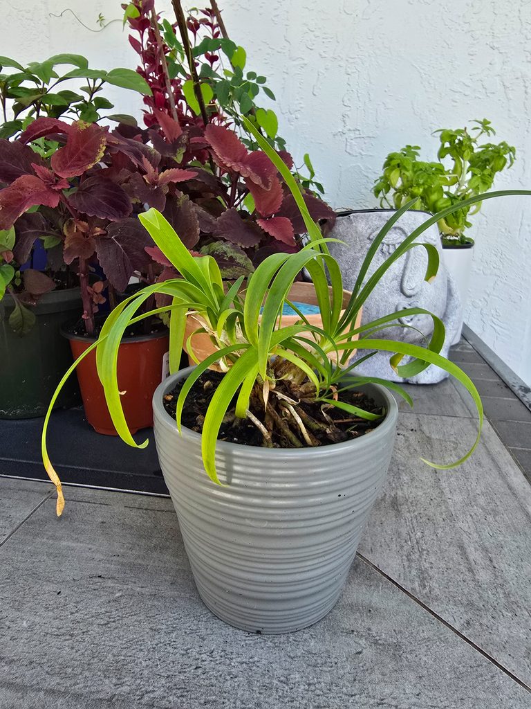 Small Peter Pan agapanthus recovering in a pot after struggling in the garden.