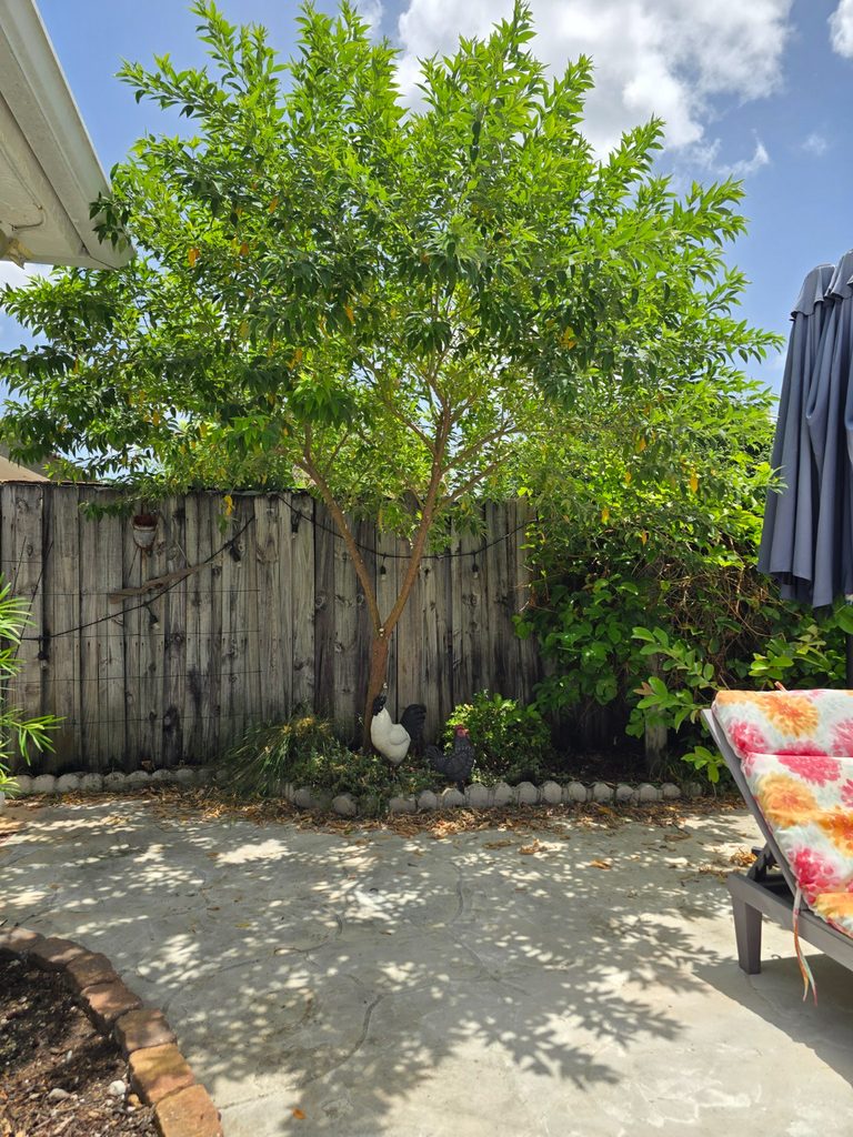 Mature pigeon pea tree grown from seed with a full rounded canopy in the backyard garden.