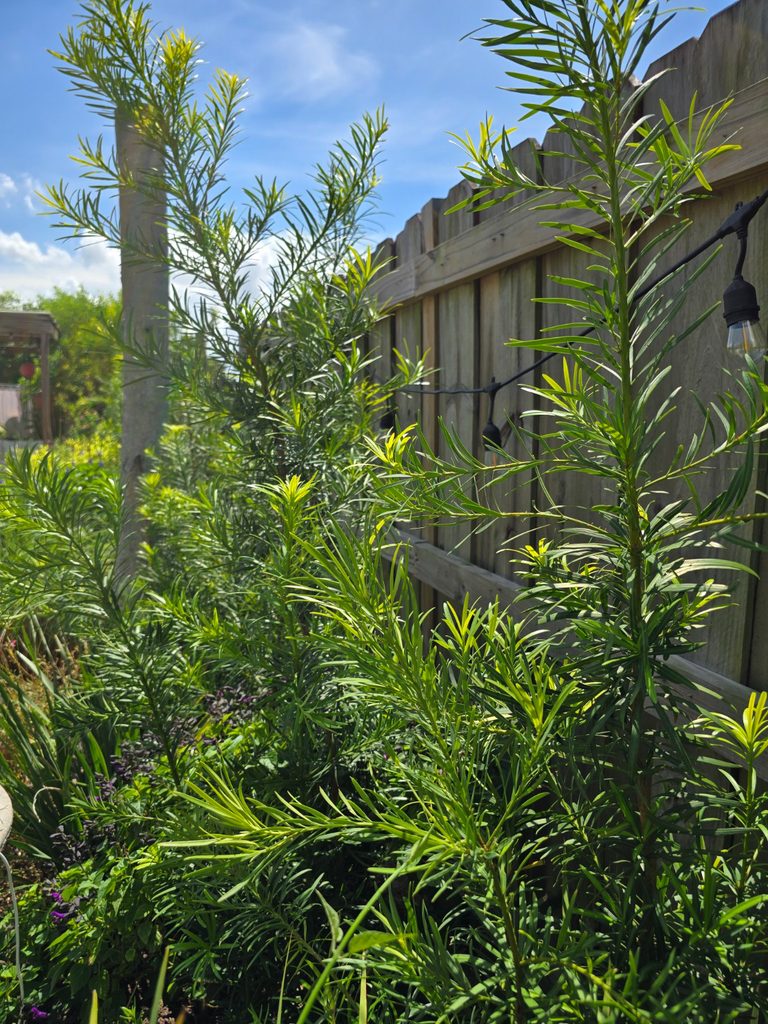 Podocarpus hedge after significant growth with taller, fuller plants along the fence.