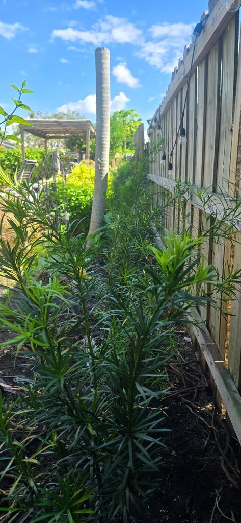 Young Podocarpus hedge with smaller plants and visible gaps along the fence.