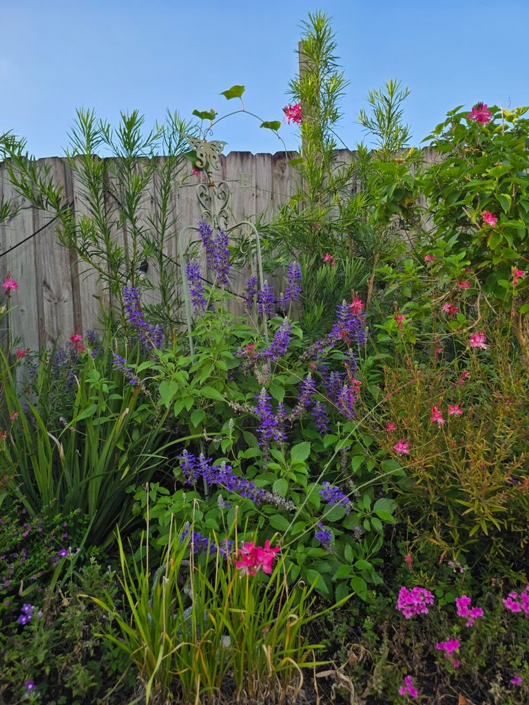 South facing garden bed in Miami, rockin playing the blues salvia, pink verbena, society garlic, pink gaura, african iris, and podocarpus hedge.