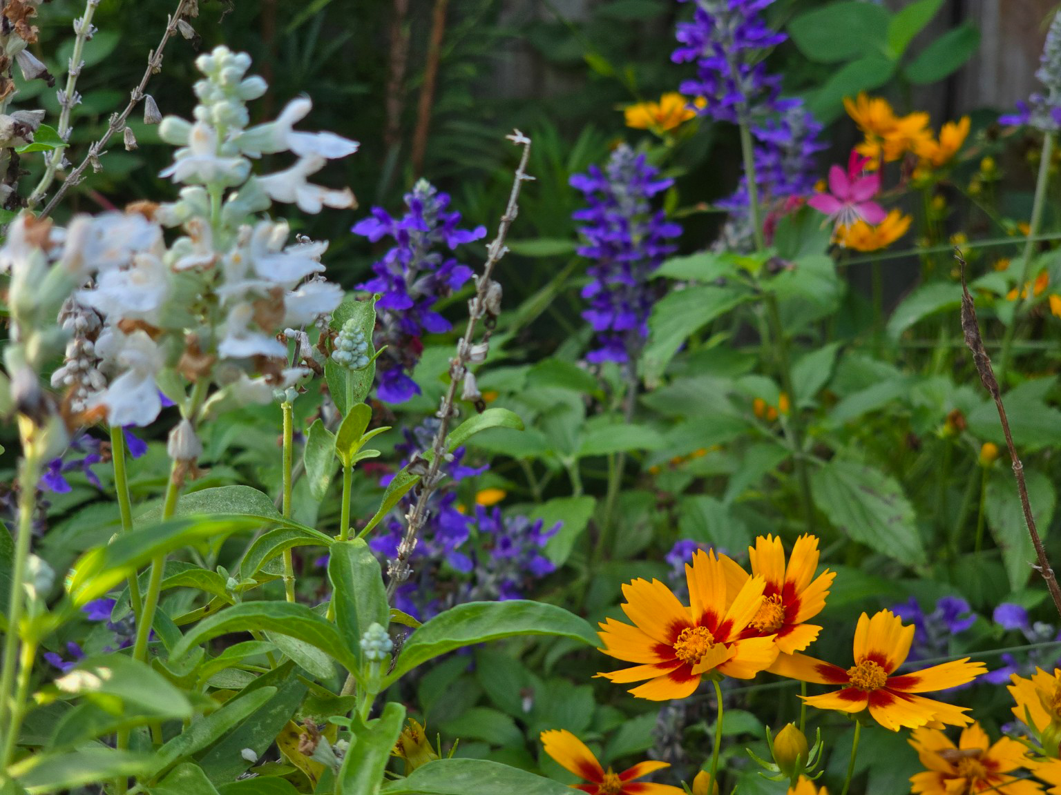 What This Summer Taught Me About Gardening in Miami