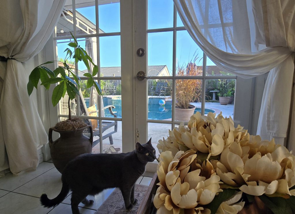 Blue-gray cat beside warm-toned flowers indoors with a sunny swimming pool and green garden visible through French doors.