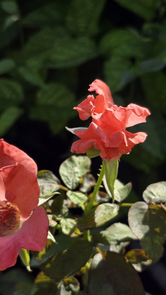 Rose blooming in a South Florida garden in September.