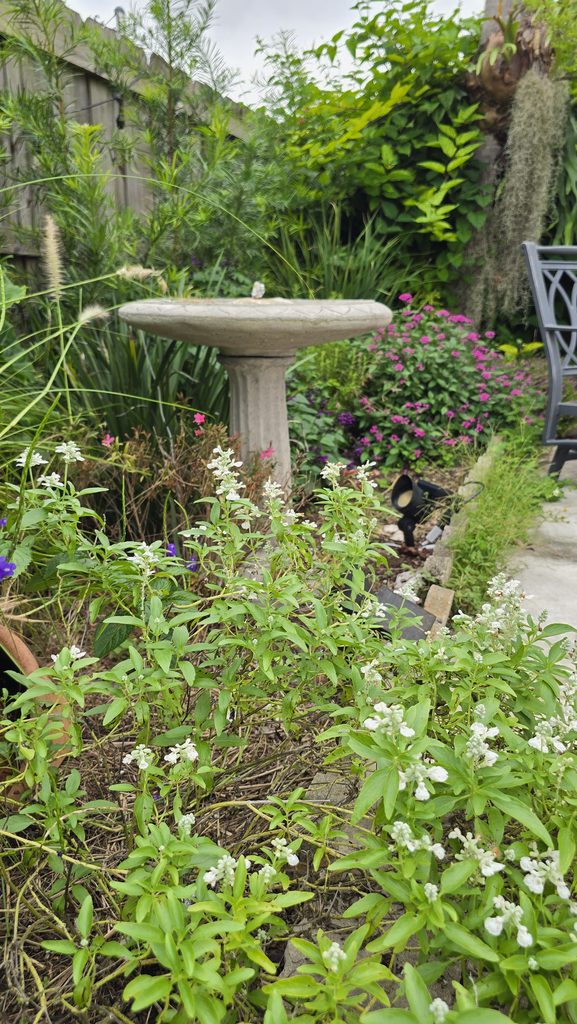 Bird bath in a fall Miami garden.
