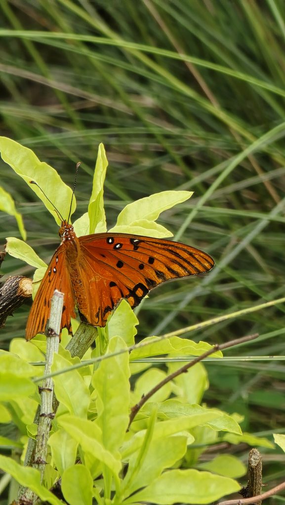 A Gulf fritillary butterfly sitting on a plumbago shrub in a Miami fall garden.