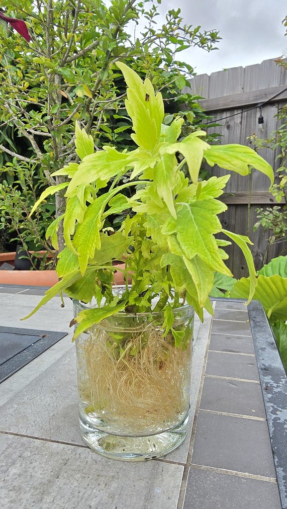 Green coleus cuttings rooting in water during a Miami fall garden reset.