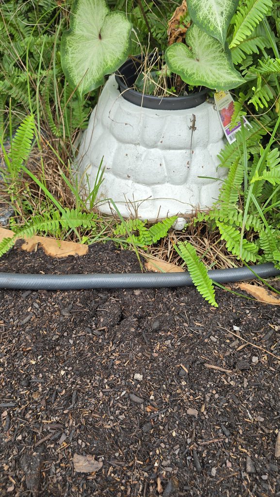 Cow manure compost for a healthy garden.