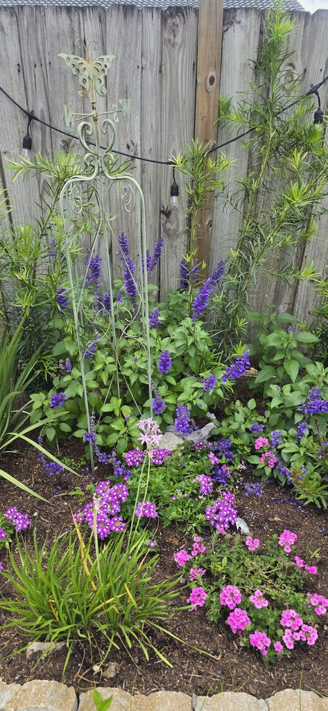 Spring garden in Miami featuring, Salvias, Society Garlic, and Verbena.