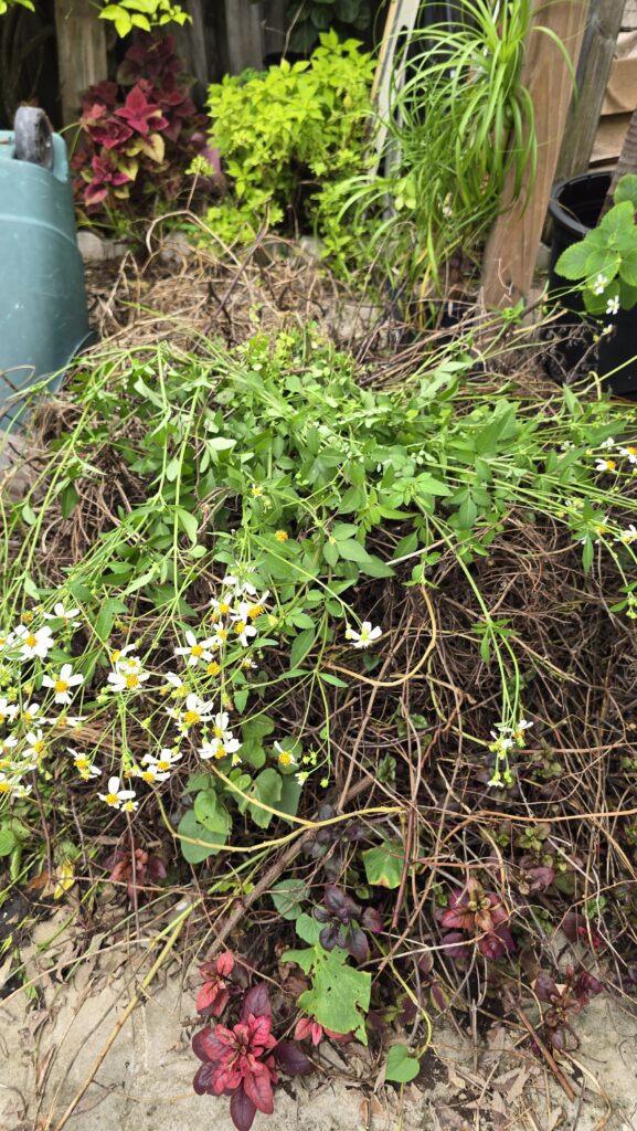 Pile of weeds from late summer garden cleanup