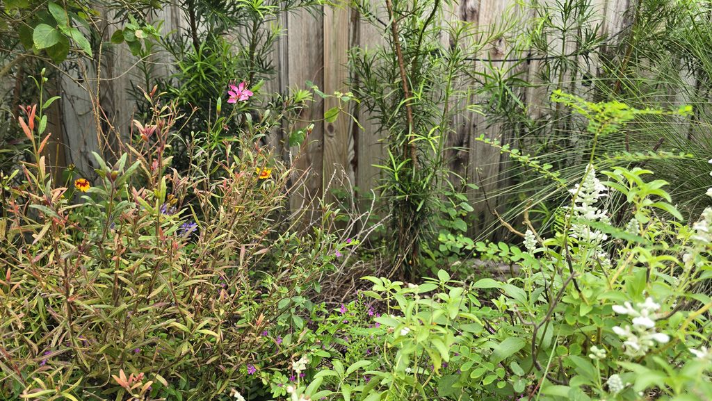 Side garden in Miami with overgrown plants, spent flowers, and summer growth ready for a fall cleanup.