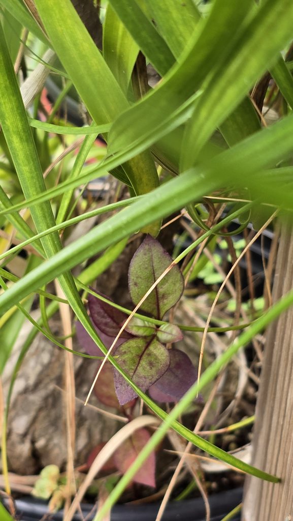 Joseph's Coat Alternanthera volunteering itself in a ponytail palm pot 