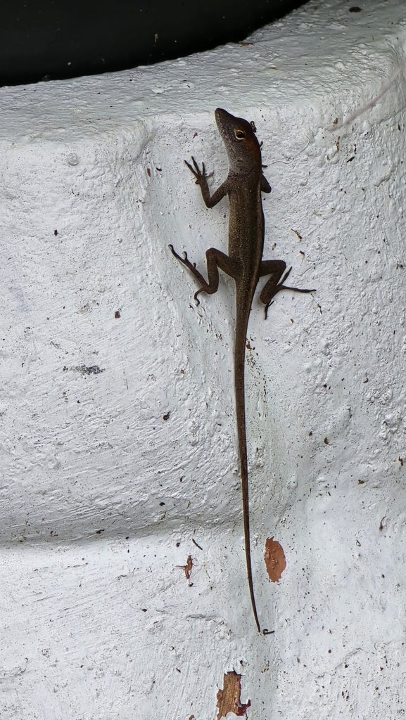 Miami backyard lizard named Gustavo watching from a white pot.