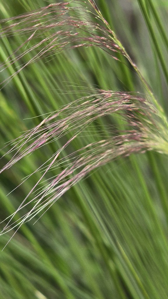 Muhly grass flowering in Miami fall.