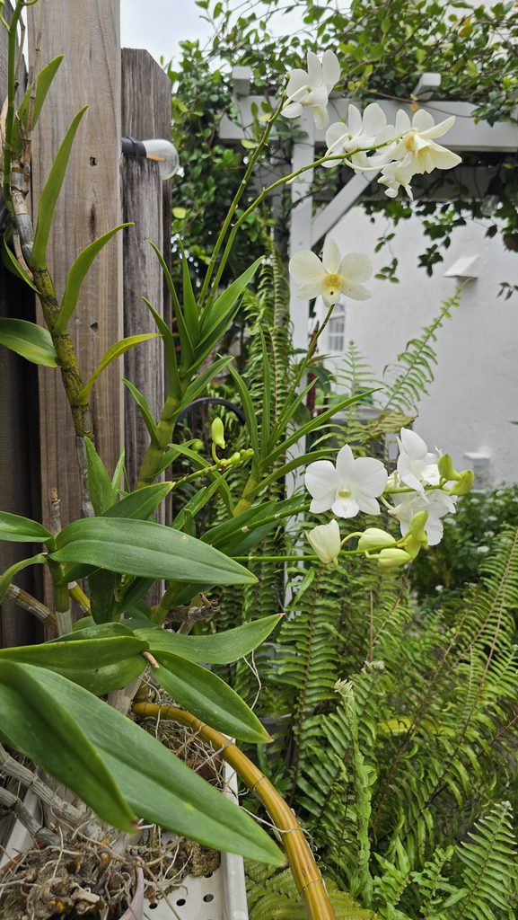 White orchids blooming in a Miami Fall