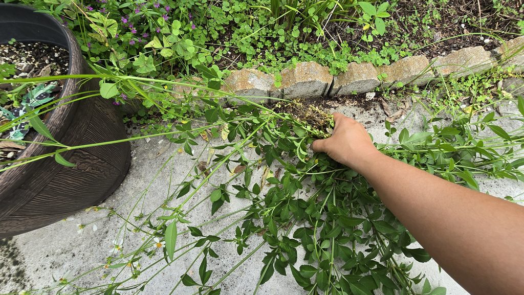 Hand pulling weeds and overgrown plants from a Miami garden during a fall cleanup.