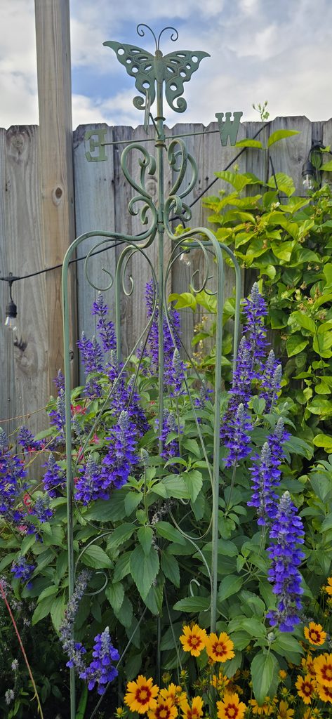 Rockin' Playin' the Blues Salvia growing next to a butterfly obelisk, coreopsis and pink gaura.