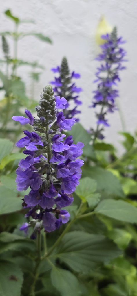 Rockin' Playin' the Blues Salvia Spike