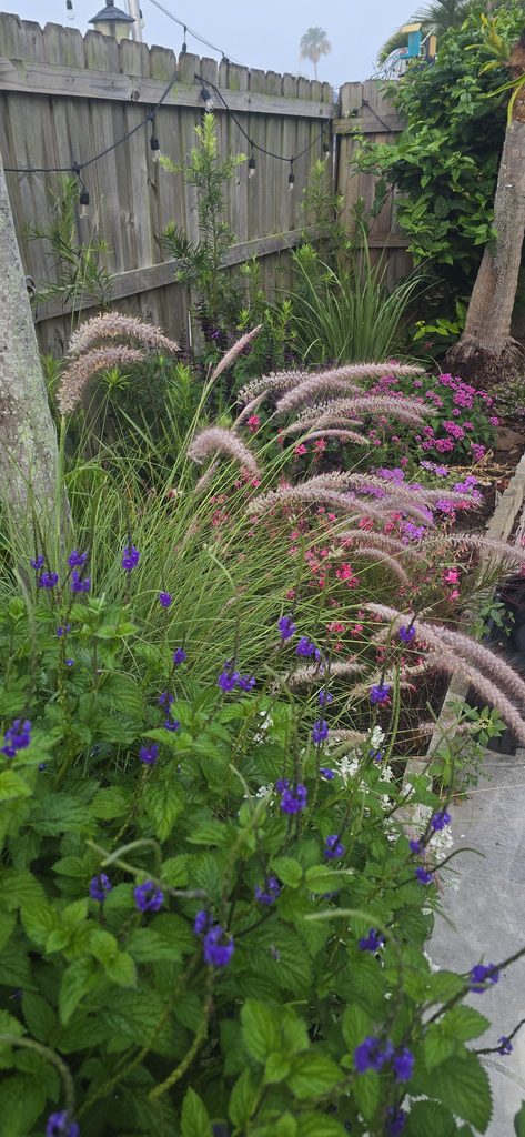 Miami spring season garden featuring Blue porter weed, white fountain grass and pentas. 