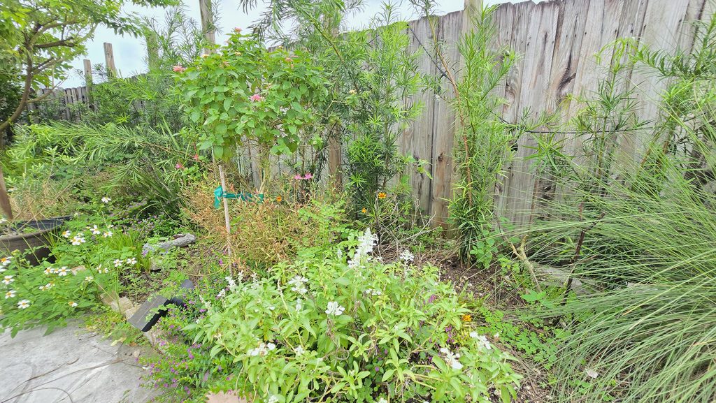 Tired side garden in Miami with overgrown plants, spent flowers, and summer growth ready for a fall cleanup.