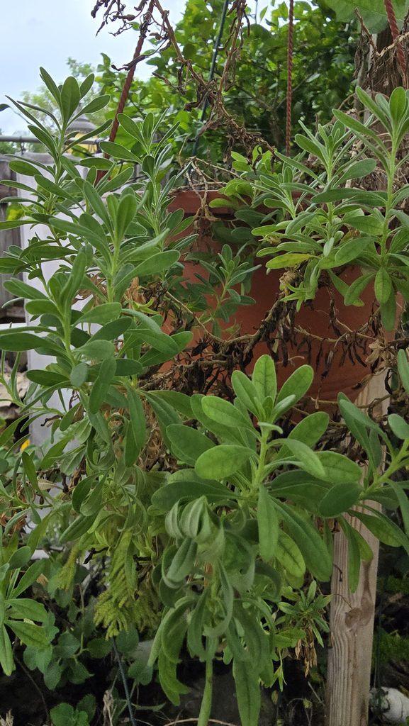 Petunia in a hanging basket with green growth and dried brown stems during a Miami fall garden reset.