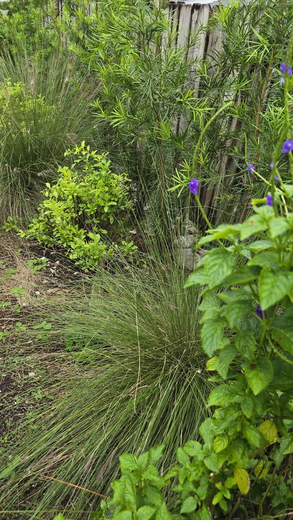 Blue porter weed, muhly grass and trimmed down plumbago in a Miami fall Garden.