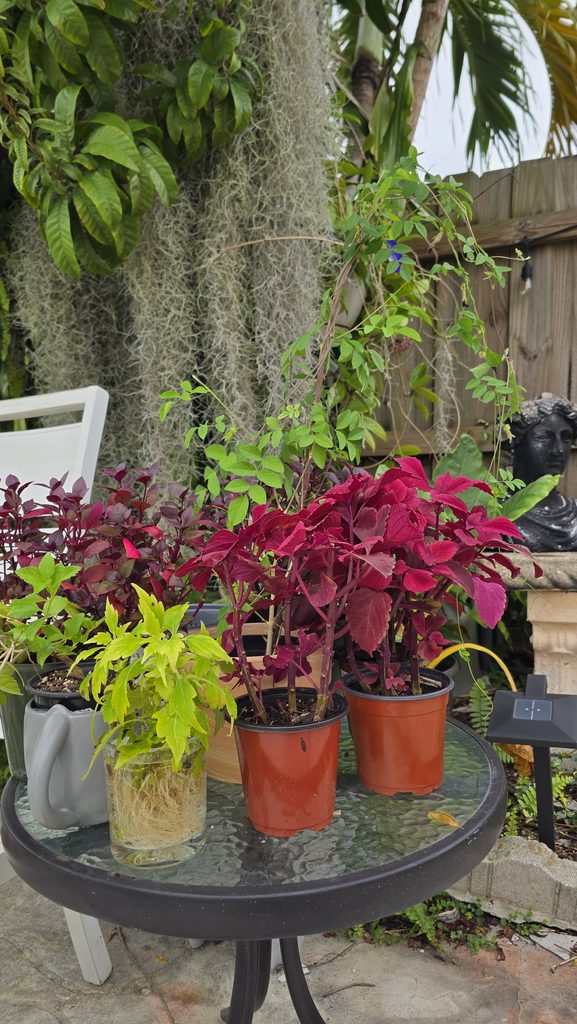 Cuttings growing in pots at a propagation station.