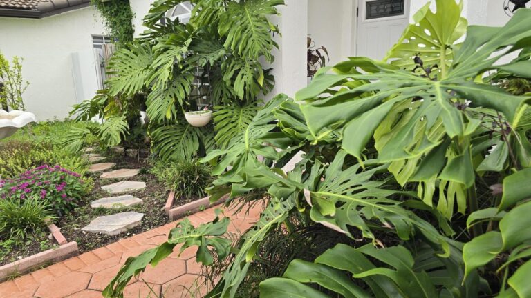 Tropical garden in front of a Miami house.